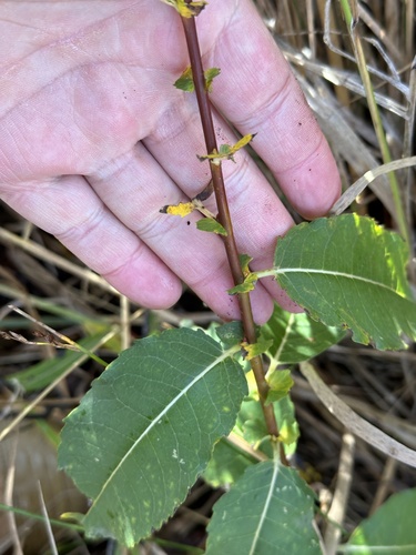 Image of Salix pseudomonticola by no rights reserved
