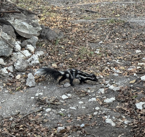 Plains Spotted Skunk (Spilogale interrupta)