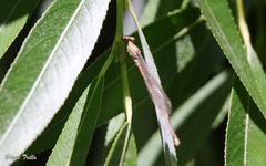 Oxyagrion terminale