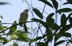 Lathrotriccus euleri