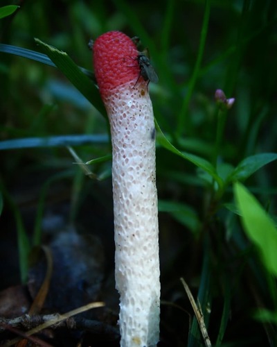 red stinkhorn