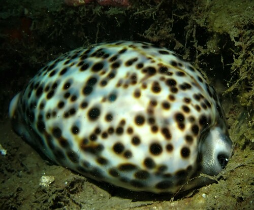 Cypraea tigris observed 2024-09-26