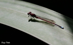 Oxyagrion terminale