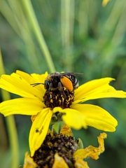 Svastra obliqua expurgata