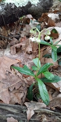 Chimaphila