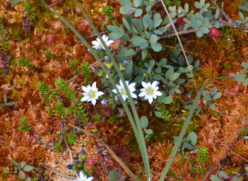 Image of Gentiana douglasiana by no rights reserved