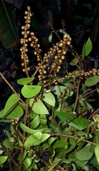 Bauhinieae