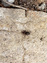 Herpyllus propinquus