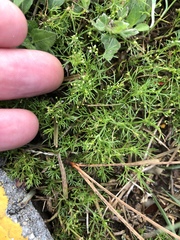 Cyclospermum