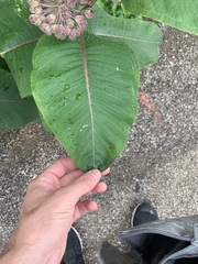 Asclepias syriaca