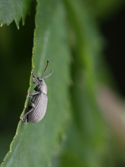 Phyllobius roboretanus