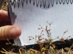 Sidotheca caryophylloides