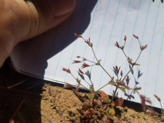 Sidotheca caryophylloides