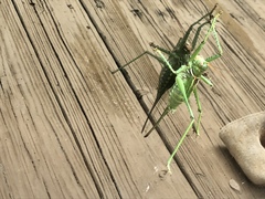 Neobarrettia spinosa