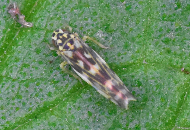 Eupteryx urticae