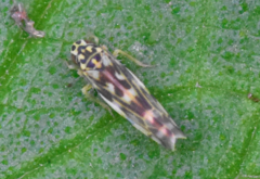 Eupteryx urticae