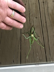 Neobarrettia spinosa