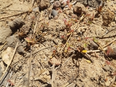 Sidotheca caryophylloides