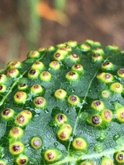 Puccinia malvacearum