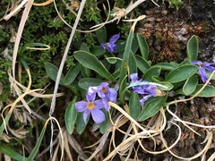 Primula angustifolia