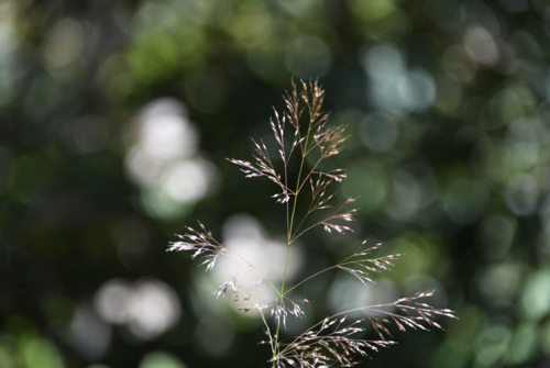 Calamagrostis bolanderi observed 2019-06-30