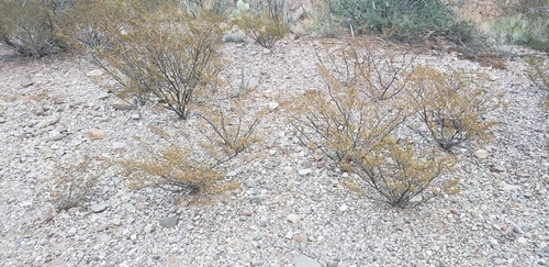 Creosote Bush
