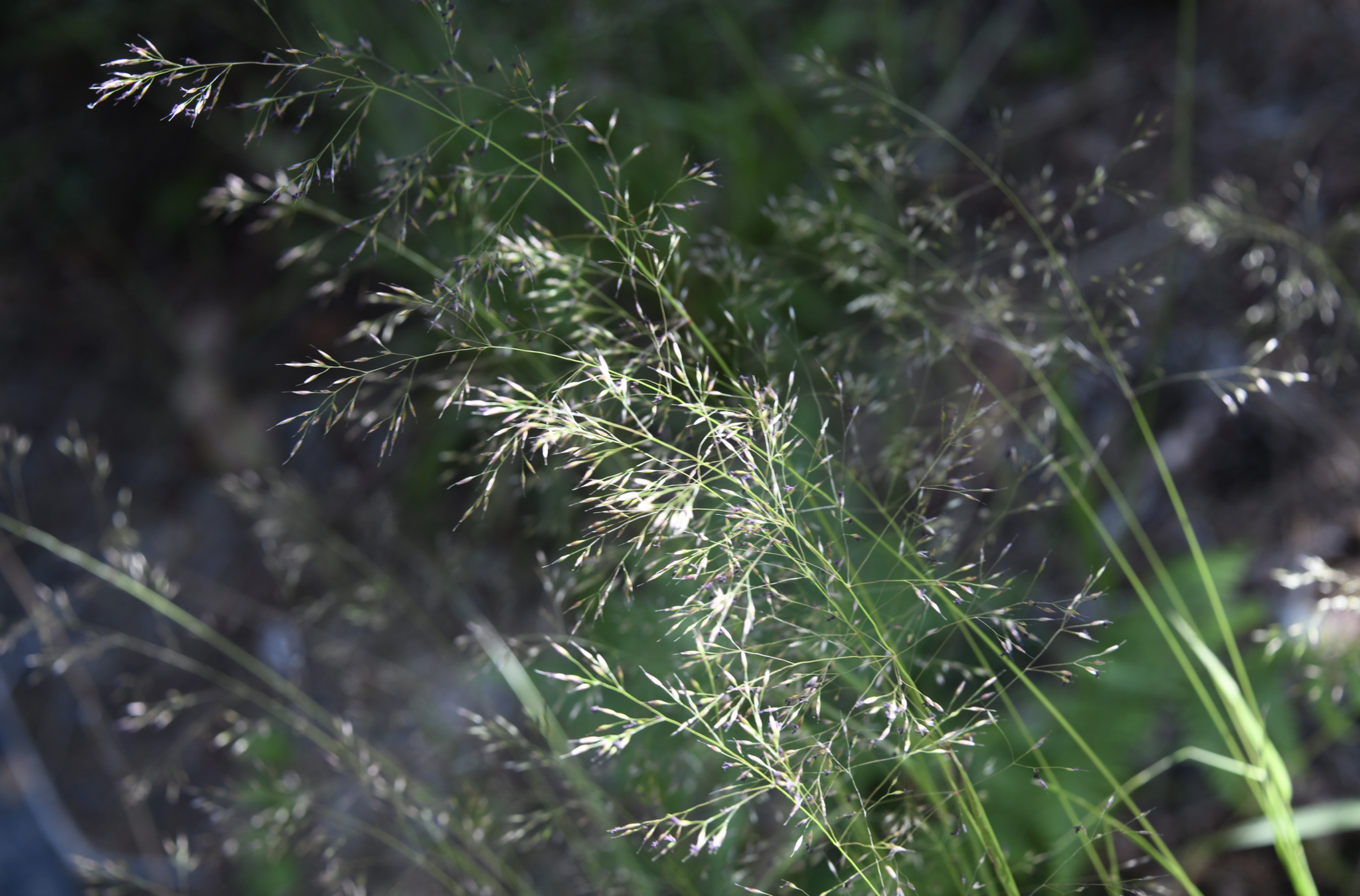 Image of Calamagrostis bolanderi by (c) Karen and Mike, some rights reserved (CC BY)