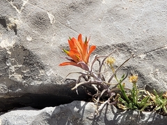 Castilleja linariifolia