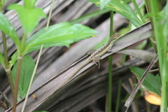 Anolis pulchellus
