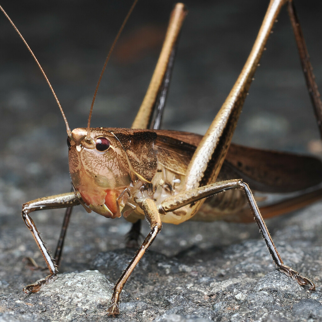 Ruspolia lineosa