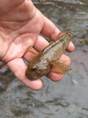 Alpine bullhead (Cottus poecilopus) — Cottidae — 3