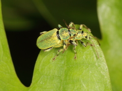 Phyllobius argentatus