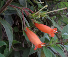 Moussonia jaliscana