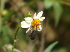 Daiphron proteum