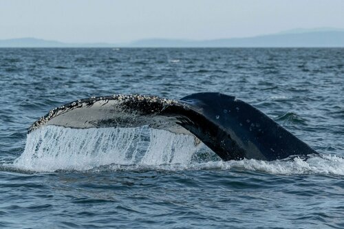 Humpback Whale