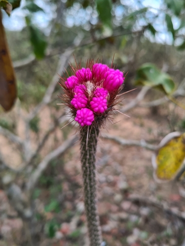 Foto de Cacto-pavio