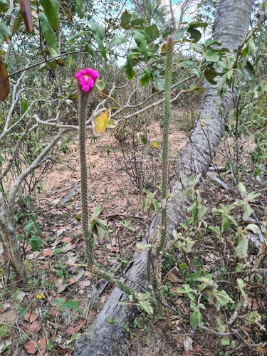 Foto de Cacto-pavio