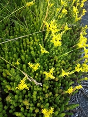 Sedum