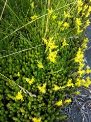 Sedum