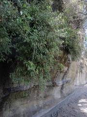 Moussonia jaliscana