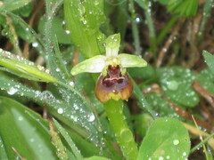 Bornmuller's Ophrys (Ophrys bornmuelleri)