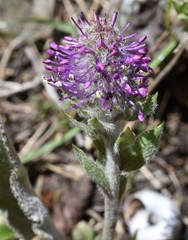 Veronica wyomingensis
