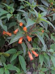 Moussonia jaliscana