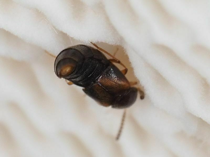 Agaricochara latissima