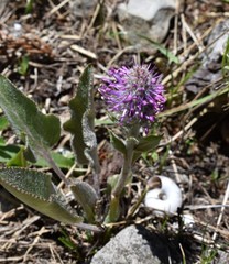 Veronica wyomingensis