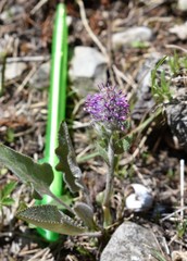 Veronica wyomingensis