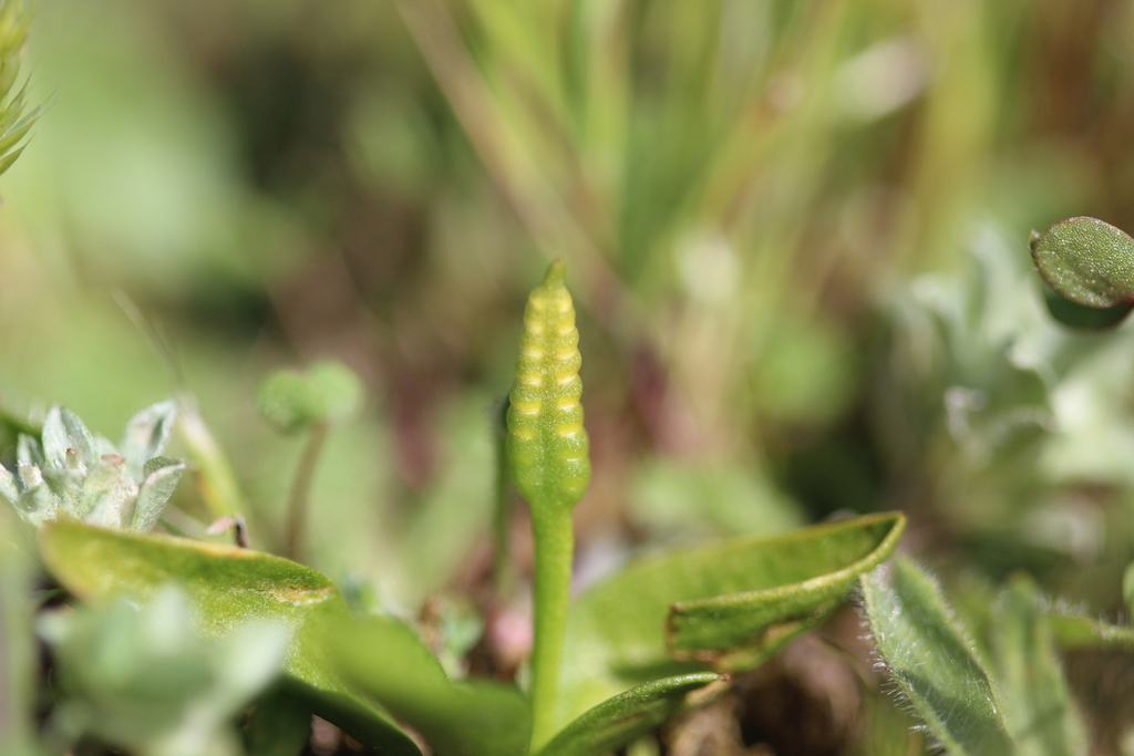 Ophioglossum melipillense
