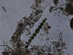 Pleurotaenium nodosum