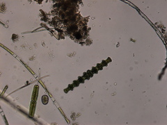 Pleurotaenium nodosum