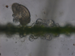 Chytridiomycota